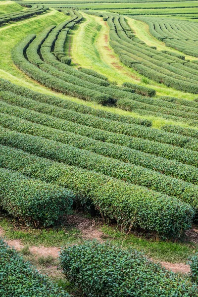 Tea Plantation Chiang Rai Province Thailand — Stock Photo, Image