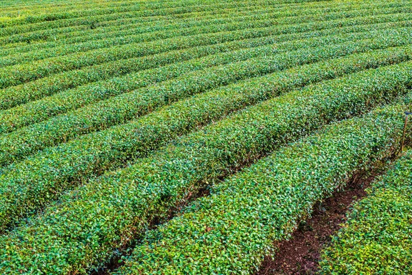 Tea Plantation Chiang Rai Province Thailand — Stock Photo, Image