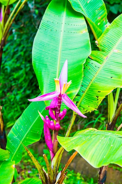 Flor Plátano Parque Tailandia —  Fotos de Stock