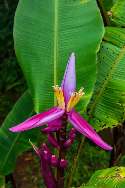 Banánová Květina Parku Thajsko — Stock fotografie
