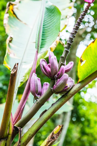 Намава Танао Банан Дереві Таїланд — стокове фото