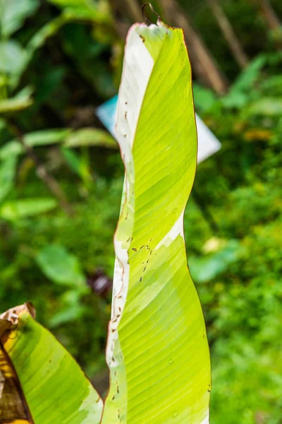 Folha Banana Natureza Tailândia — Fotografia de Stock