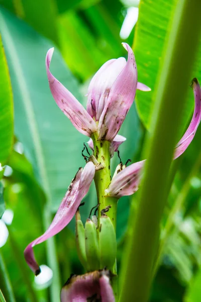 Ağaçta Güzel Bir Muz Çiçeği Tayland — Stok fotoğraf
