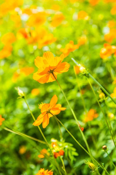 Cosmos Amarelo Flor Jardim Tailândia — Fotografia de Stock