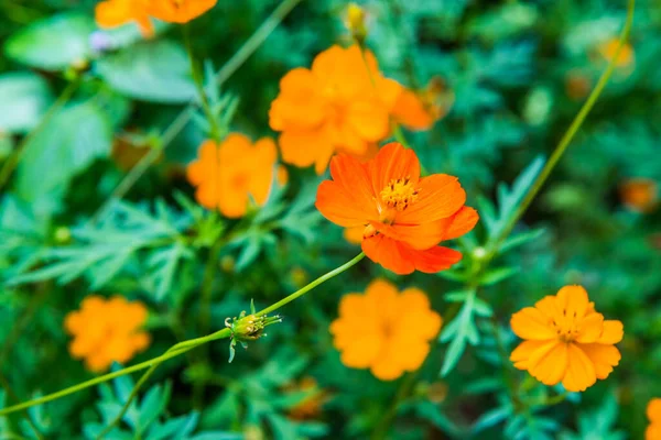 Flor Amarilla Del Cosmos Jardín Tailandia —  Fotos de Stock