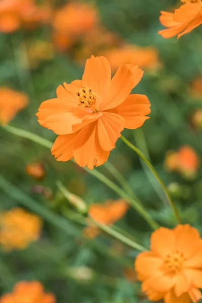 Flor Amarilla Del Cosmos Jardín Tailandia — Foto de Stock