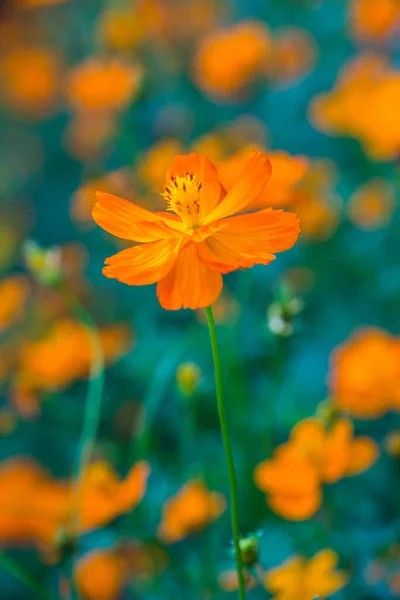 Sárga Cosmos Virágot Kertben Thaiföld — Stock Fotó