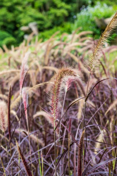 自然の中で草の花 — ストック写真