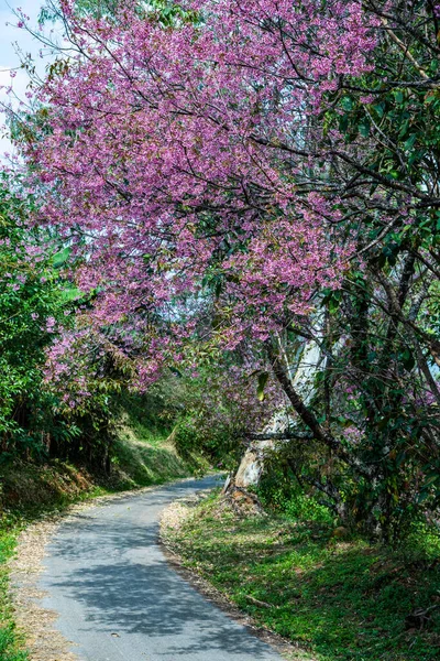 Wild Himalayan Cherry Khun Wang Royal Project Thailand — стокове фото