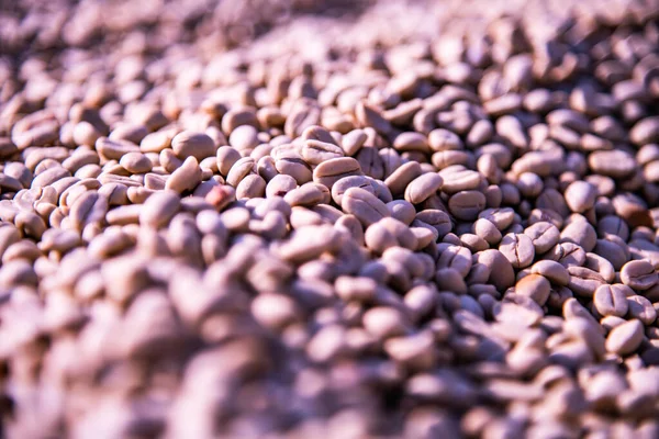 Background Coffee Bean Thailand — стокове фото