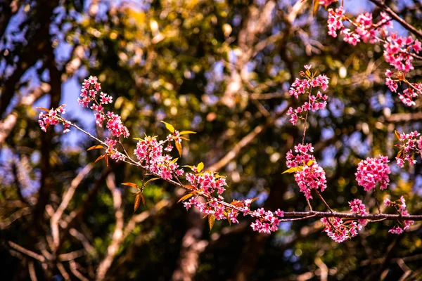 Beautiful Wild Himalayan Cherry Trees Chiangmai Province Thailand — 스톡 사진