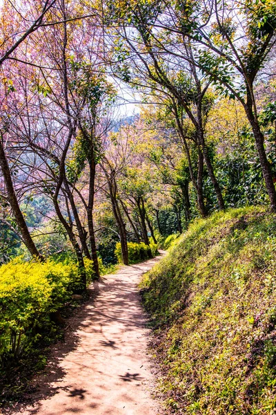 Natural Trail Beautiful Wild Himalayan Cherry Trees Chiangmai Province Thailand — стокове фото