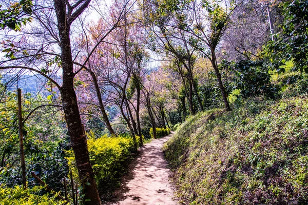 Trilha Natural Com Belas Cerejeiras Selvagens Himalaia Província Chiangmai Tailândia — Fotografia de Stock