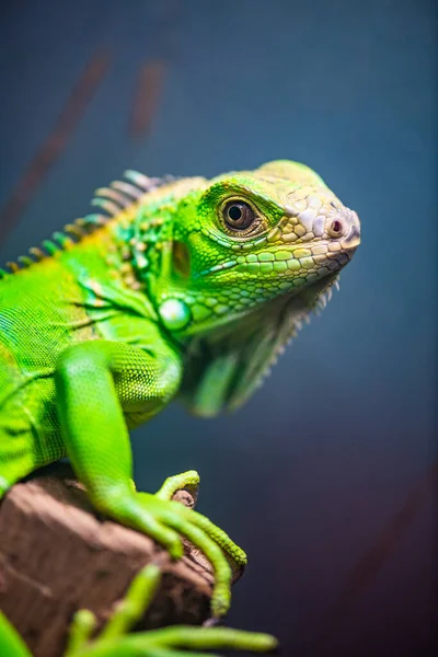 Green Iguana Thai Thailand — Stock Fotó