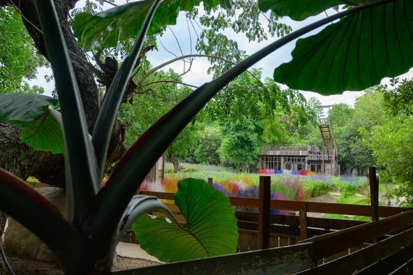 Красивий Тіньовий Сад Ідеально Підходить Поїздок Фотографічний Фон Провінції Чіангмай — стокове фото