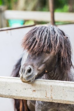 Falaballa Minyatür Atın Yüzü, Tayland.