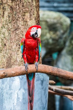 Tayland, Tayland 'da kırmızı papağan.