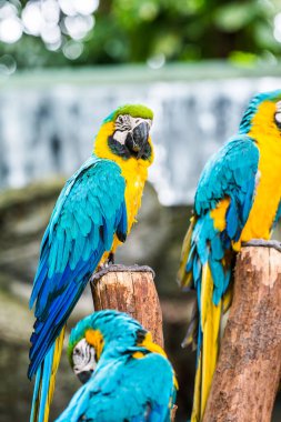 Tayland 'da mavi boğazlı papağan..