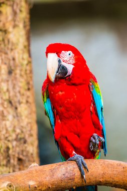 Tayland, Tayland 'da kırmızı papağan.