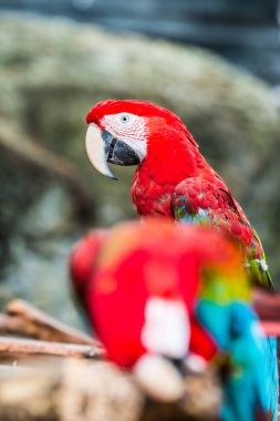 Tayland, Tayland 'da kırmızı papağan.