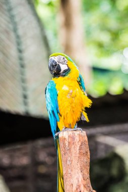 Tayland 'da mavi boğazlı papağan..