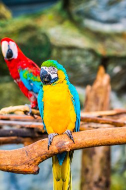 Tayland 'da mavi boğazlı papağan..