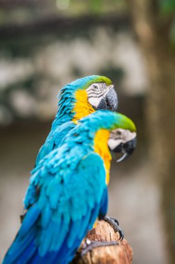 Tayland 'da mavi boğazlı papağan..