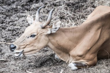 Tayland, Tayland 'da Banteng.