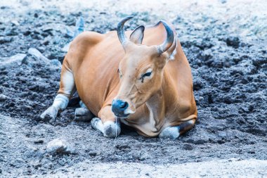 Tayland, Tayland 'da Banteng.