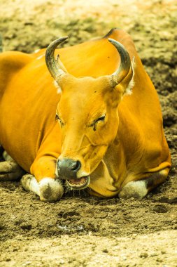 Tayland, Tayland 'da Banteng.