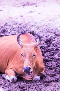 Tayland, Tayland 'da Banteng.