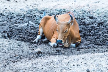 Tayland, Tayland 'da Banteng.