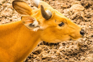 Tayland, Tayland 'da Banteng.
