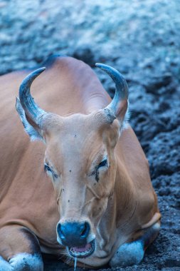 Tayland, Tayland 'da Banteng.