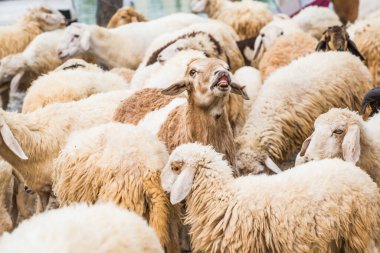 Tayland 'da koyun sürüsü.
