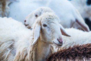 Tayland Koyunlarının Yüzü.