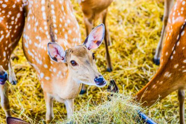Benekli geyiğin yüzü, Tayland.