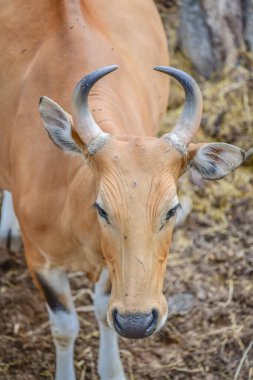 Banteng, Tayland Portresi.