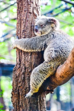 Koala ağaçta, Tayland.