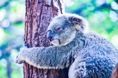 Koala ağaçta, Tayland.
