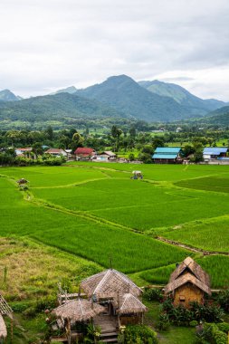 Wat Phuket manzaralı güzel pirinç tarlası, Tayland.