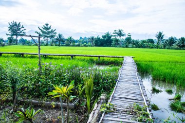 Tayland 'ın Pua bölgesinin güzel pirinç tarlası..