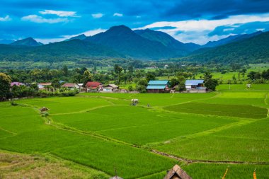 Nan 'ın Pua ilçesindeki pirinç tarlası.