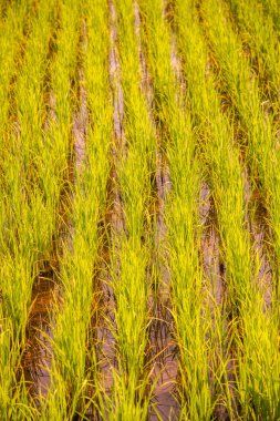 Tarlada Paddy, Tayland.