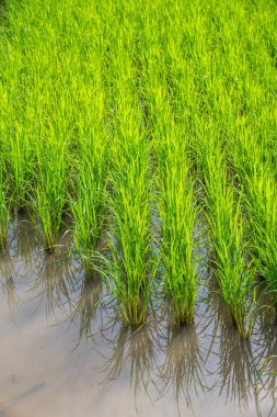 Tarlada Paddy, Tayland.