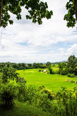 Tayland 'ın Pua bölgesindeki pirinç tarlası.