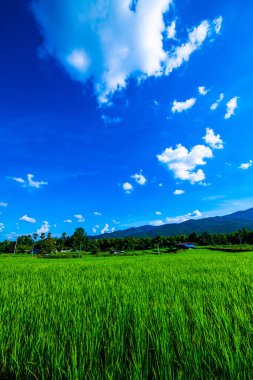 Tayland 'ın Chiangmai bölgesindeki pirinç tarlası..