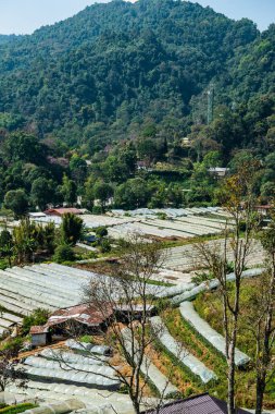 The mountain view of Doi Inthanon national park in Chiangmai province, Thailand.