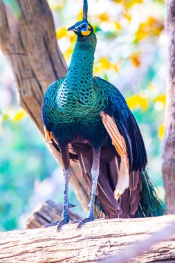 Peacock in the nature, Thailand.