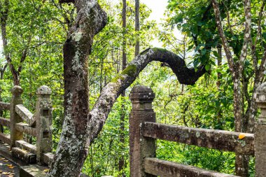 Old tree with concrete fence, Thailand.
